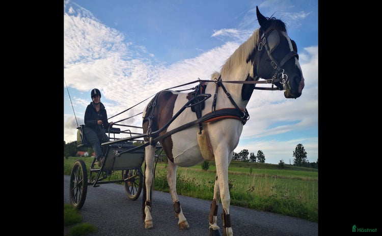 Körvagnar körning till salu i Halmstad - Annons 7