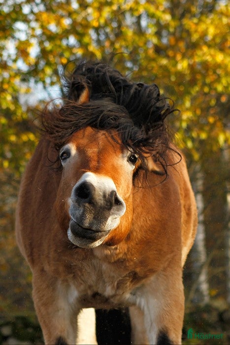  hästar Annorlunda verksamhet letar efter valack - Annons 7