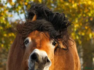 hästar Annorlunda verksamhet letar efter valack - Annons 12