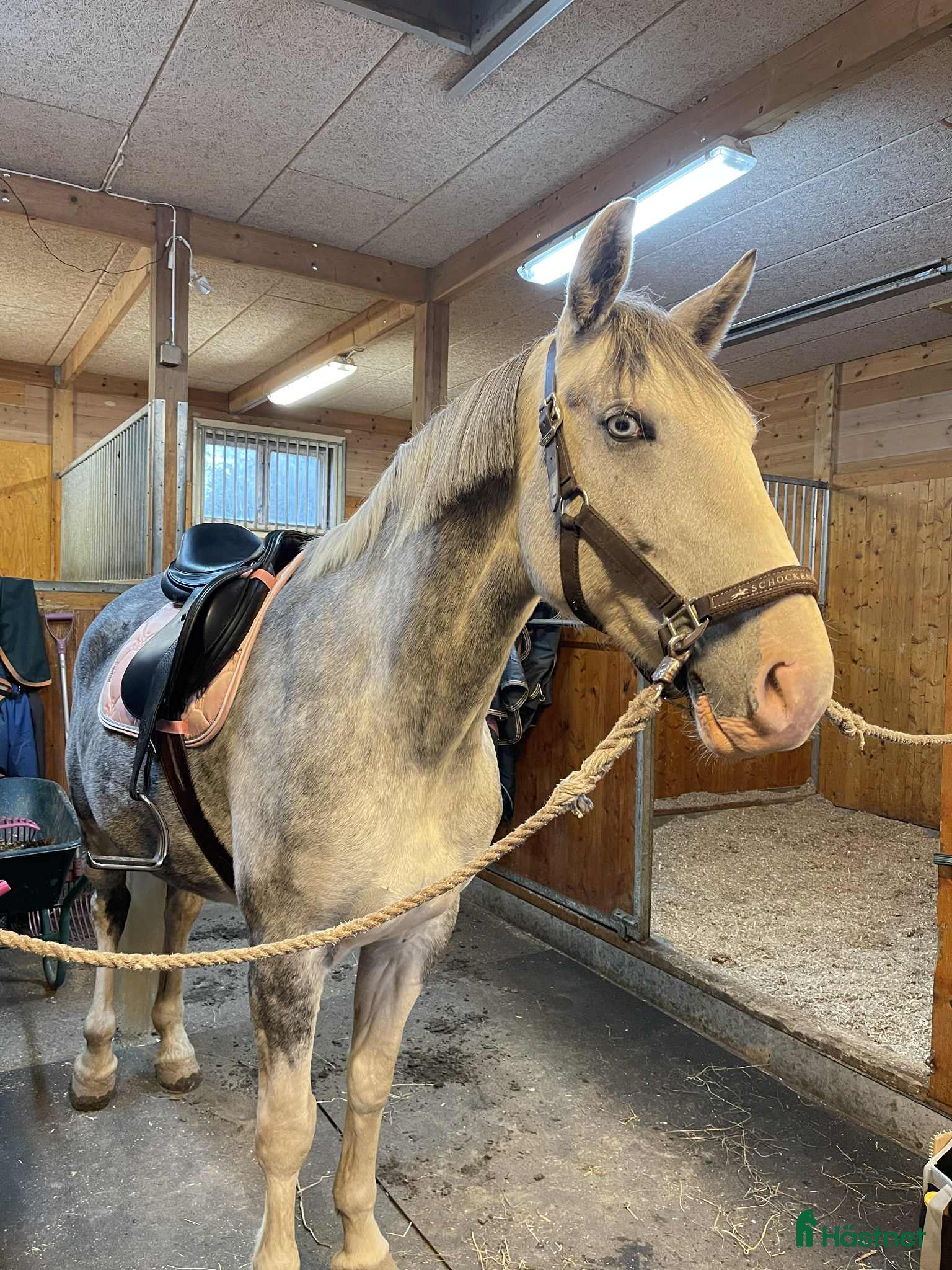  hästar Vackert sto söker tuff ryttare i Härnösand - Annons 3