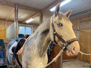 hästar Vackert sto söker tuff ryttare i Härnösand - Annons 4