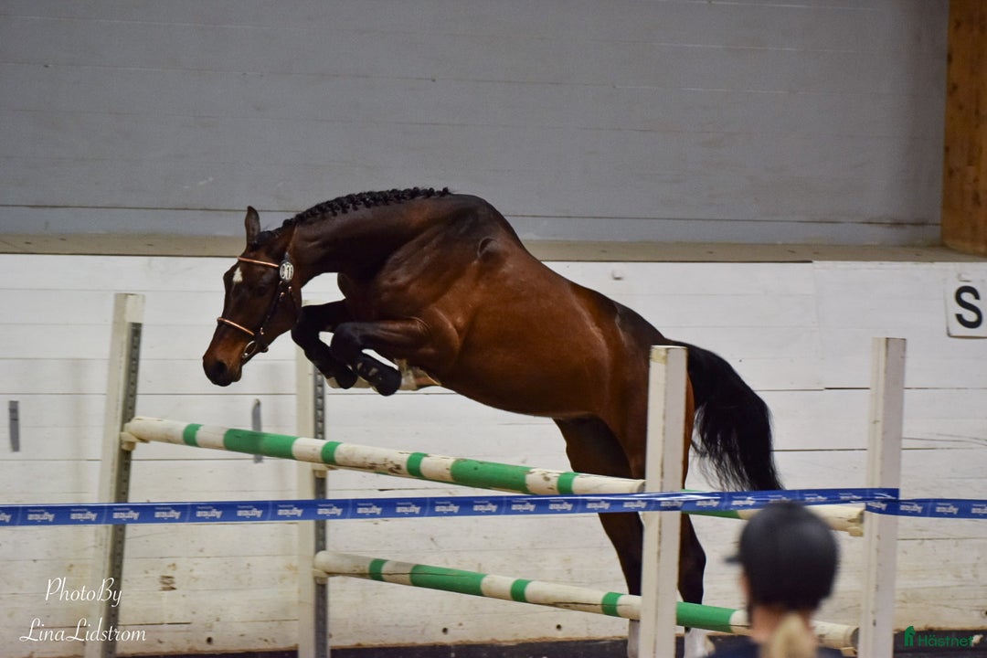 Hoppning hästar till salu: Iögonfallande 3-åring i Vännäs - Annons 3