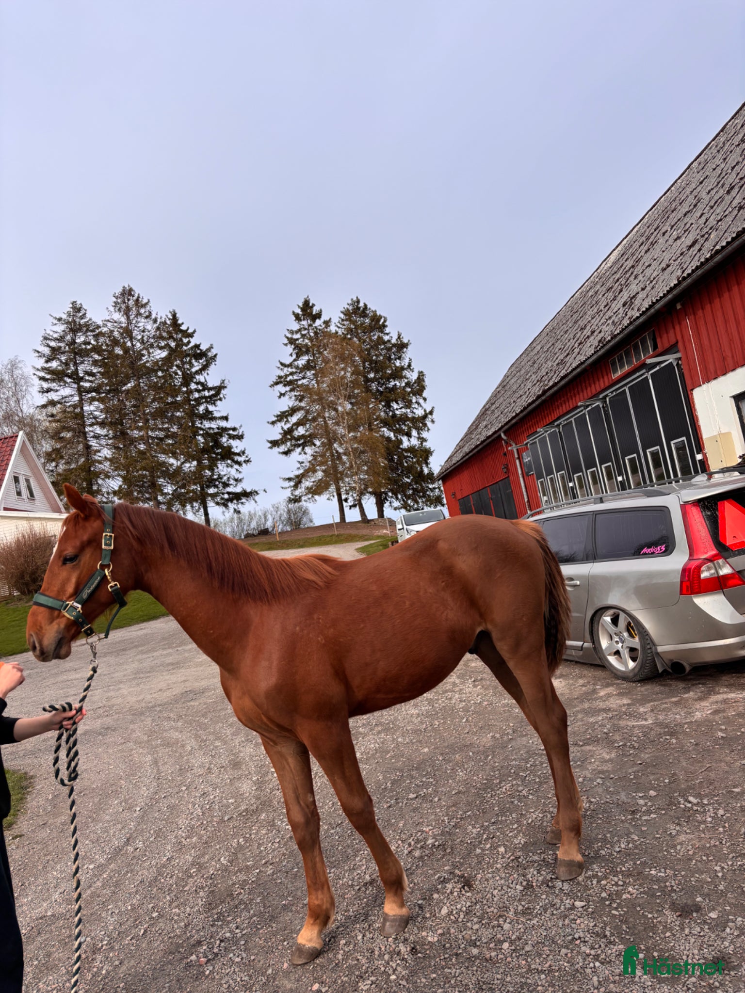  hästar En häst för framtiden  - Annons 14
