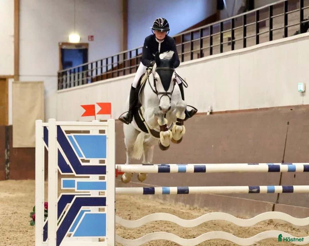 Allround hästar till salu: Snygg allround häst - Annons 1