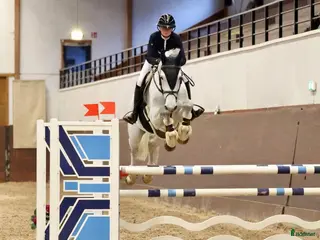 Allround hästar till salu: Snygg allround häst - Annons 2