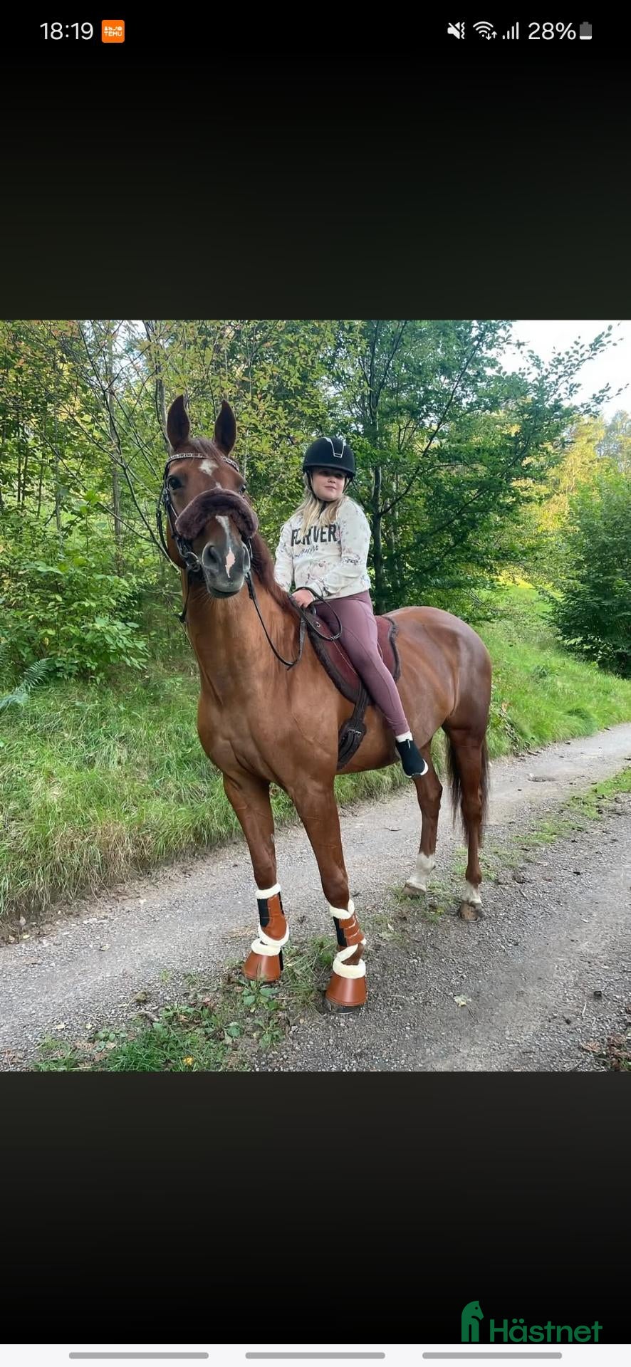 hästar 💫Läromästare/allround💫 - Annons 1