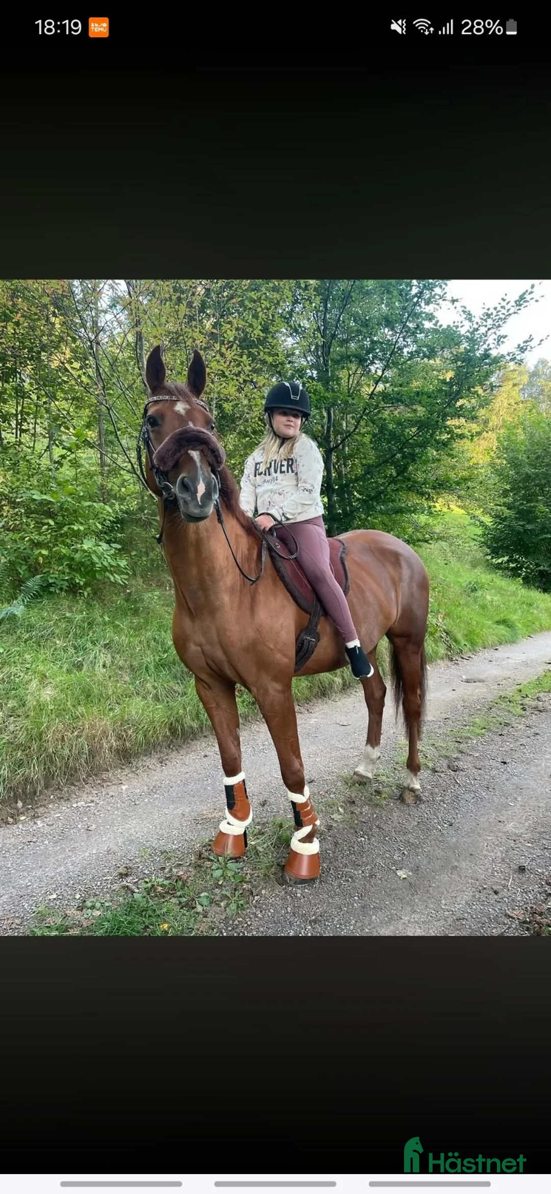 Allround hästar till salu: 💫Läromästare/allround💫 - Annons 1