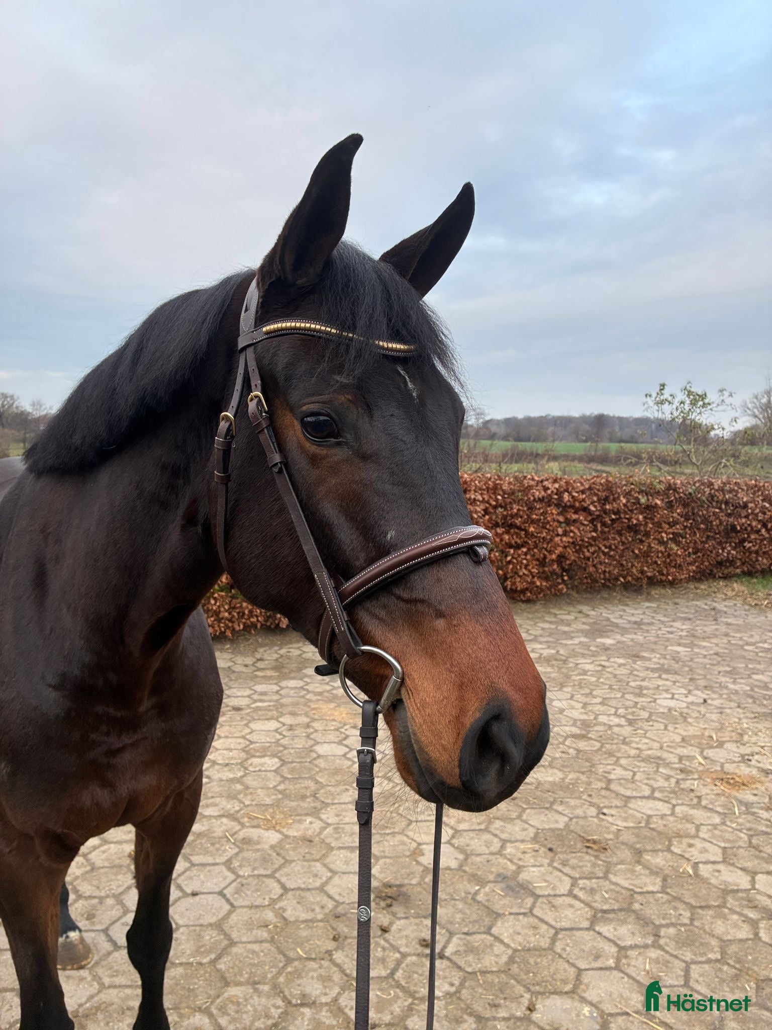 Hoppning hästar till salu: Trevlig 6 åring  i Allerum - Annons 1