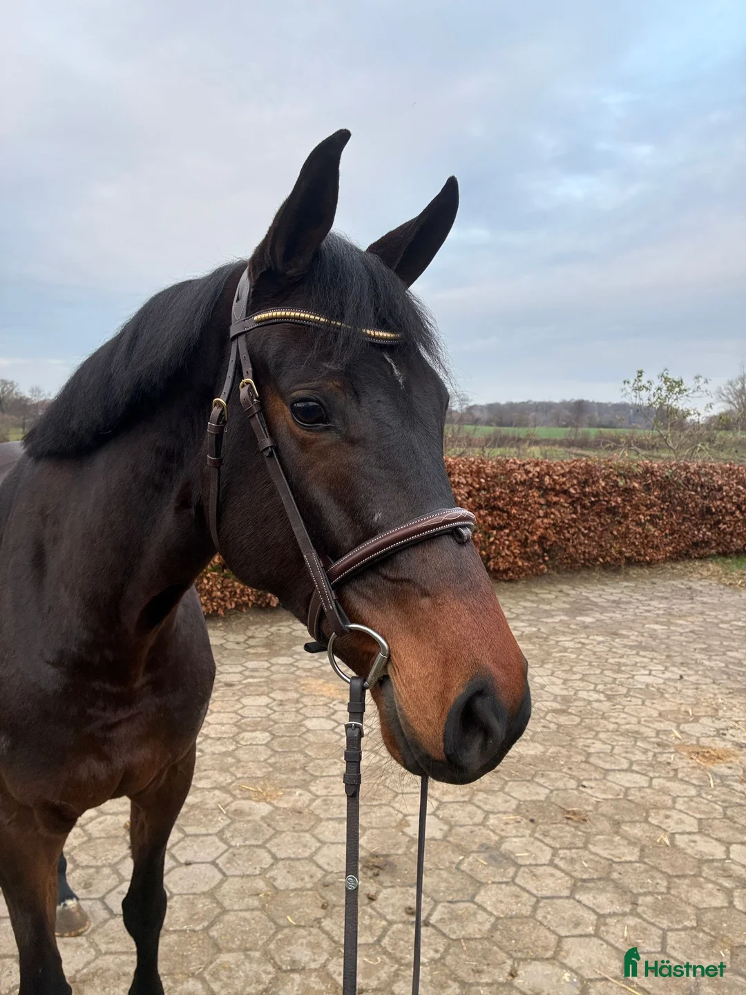 Hoppning hästar till salu: Trevlig 6 åring  i Allerum - Annons 1