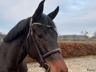 Hoppning hästar till salu: Trevlig 6 åring i Allerum - Annons 1