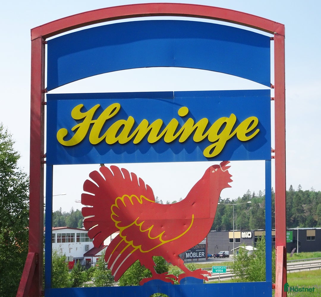  medryttarhäst sökes: finnes intresserad medryttare till nordsvensk  - Annons 1