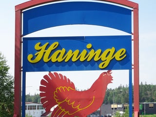 medryttarhäst sökes: finnes intresserad medryttare till nordsvensk - Annons 1