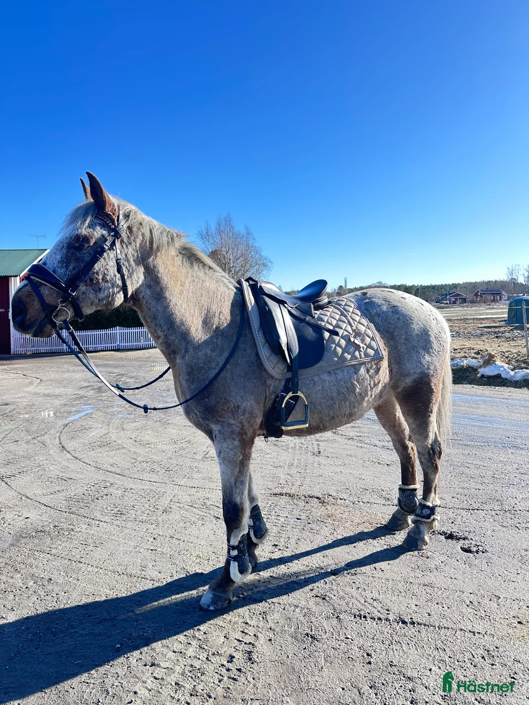 Allround hästar till salu: Intressekoll på en riktig guldkille🤎 - Annons 2