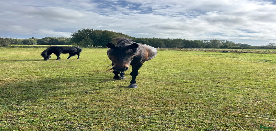 Galleribild {{count}}