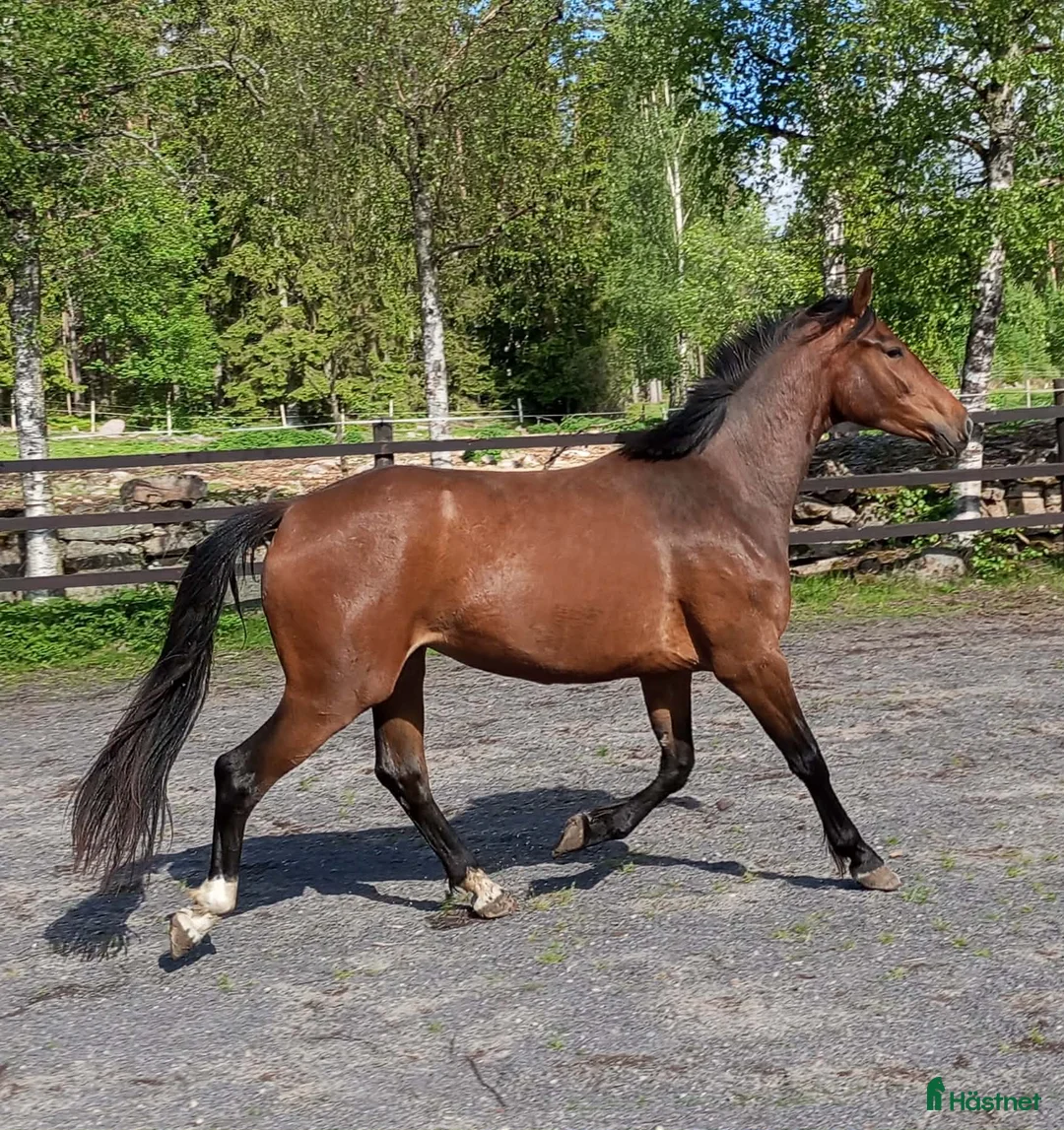 Allround hästar till salu: Halvblodssto född 2022 i Lammhult - Annons 1