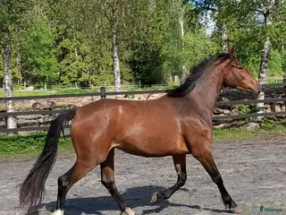 hästar Halvblodssto född 2022 i Lammhult - Annons 12