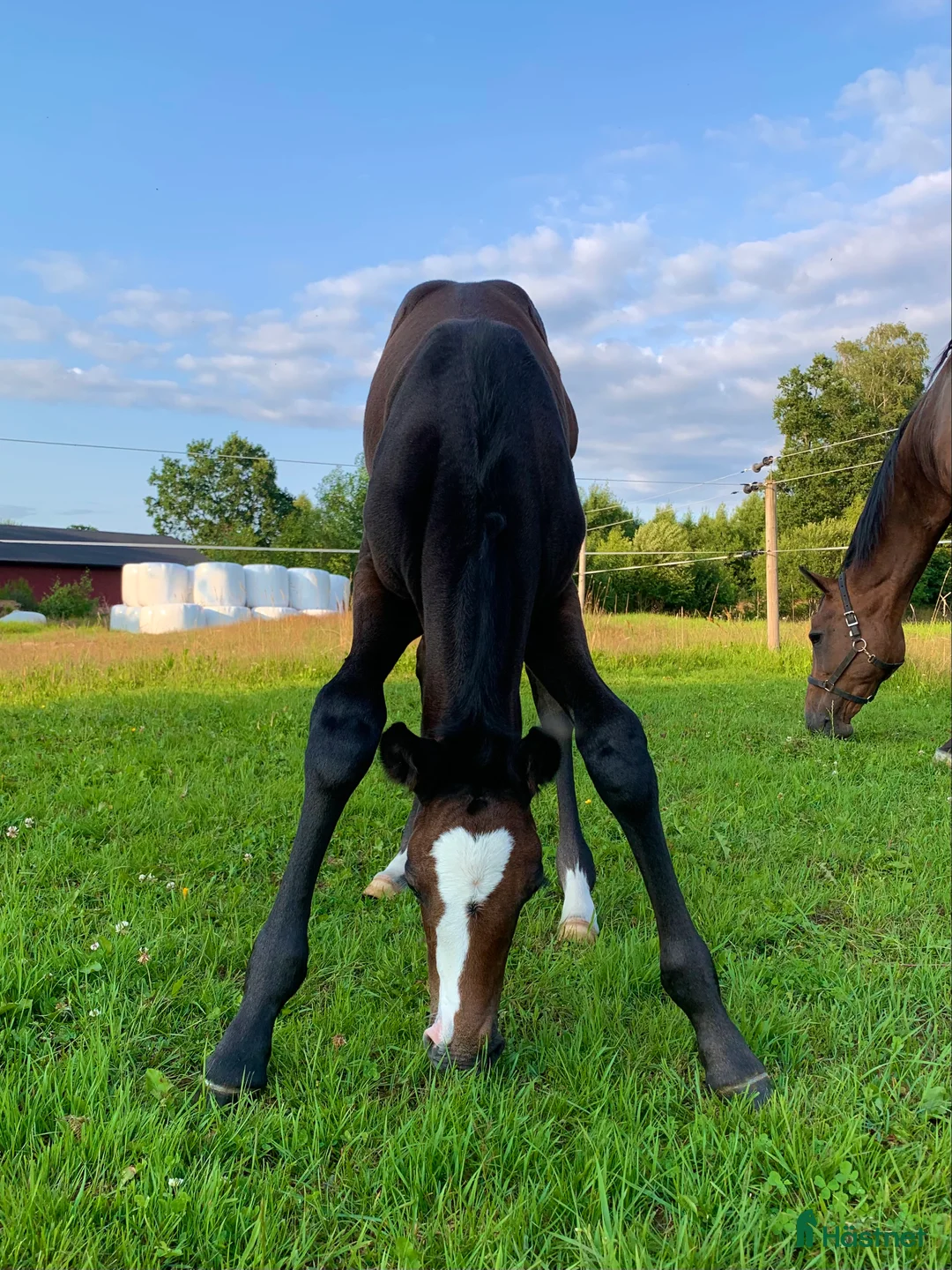  hästservice finnes: Utbildning och försäljning av hopphästar - Annons 2