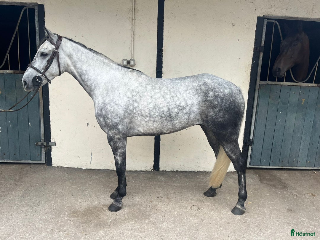 Allround hästar till salu: Alrounder/ Club Ponies i Vrigstad - Annons 14