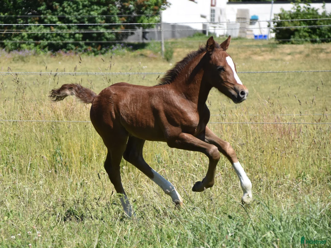 Hoppning hästar till salu: Kvalitetsponny med förärvningssäker stam, hoppning i Skivarp - Annons 8