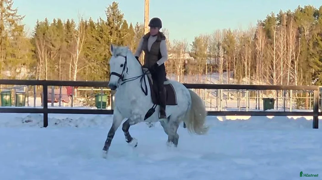 Working Equitation hästar till salu: Snygg Maffig Svensk född PRE - Annons 1