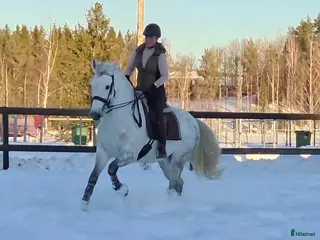 hästar Snygg Maffig Svensk född PRE - Annons 3