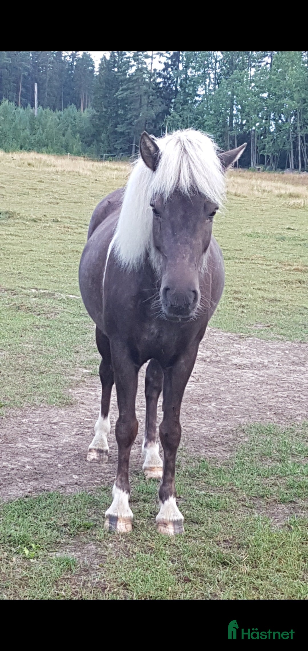 Island hästar till salu: Tre islandshästar (valack efter Ísar fra Keldudal) i Ärla - Annons 11