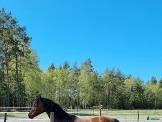 hästar Ridbar sällskapsponny i Nyköping - Annons 10