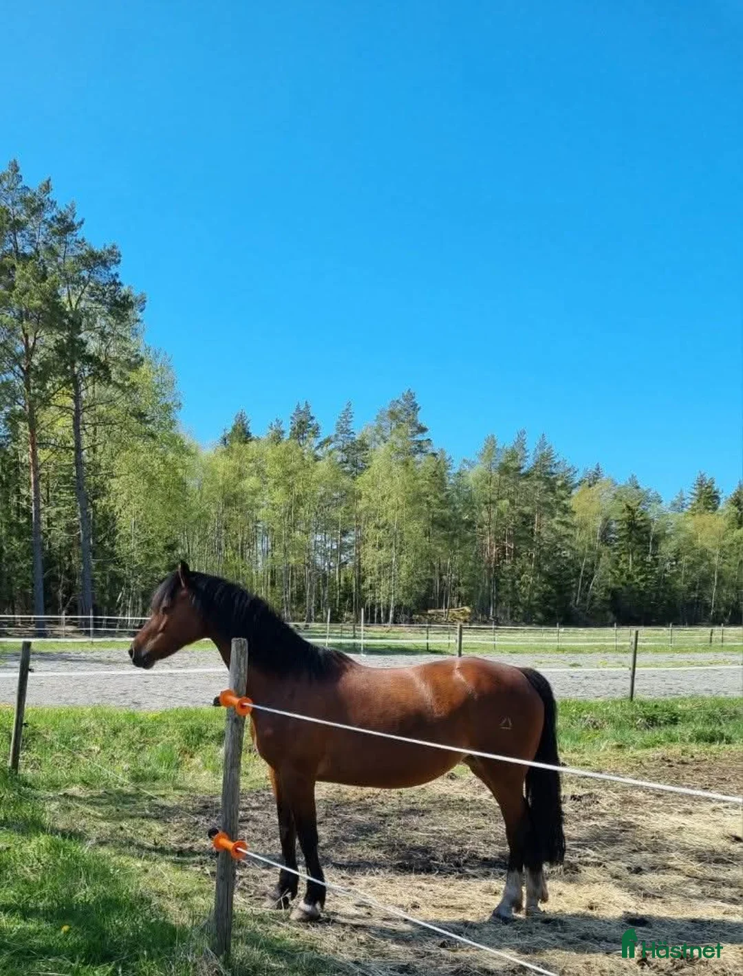 Sällskap hästar till salu: Ridbar sällskapsponny i Nyköping - Annons 1