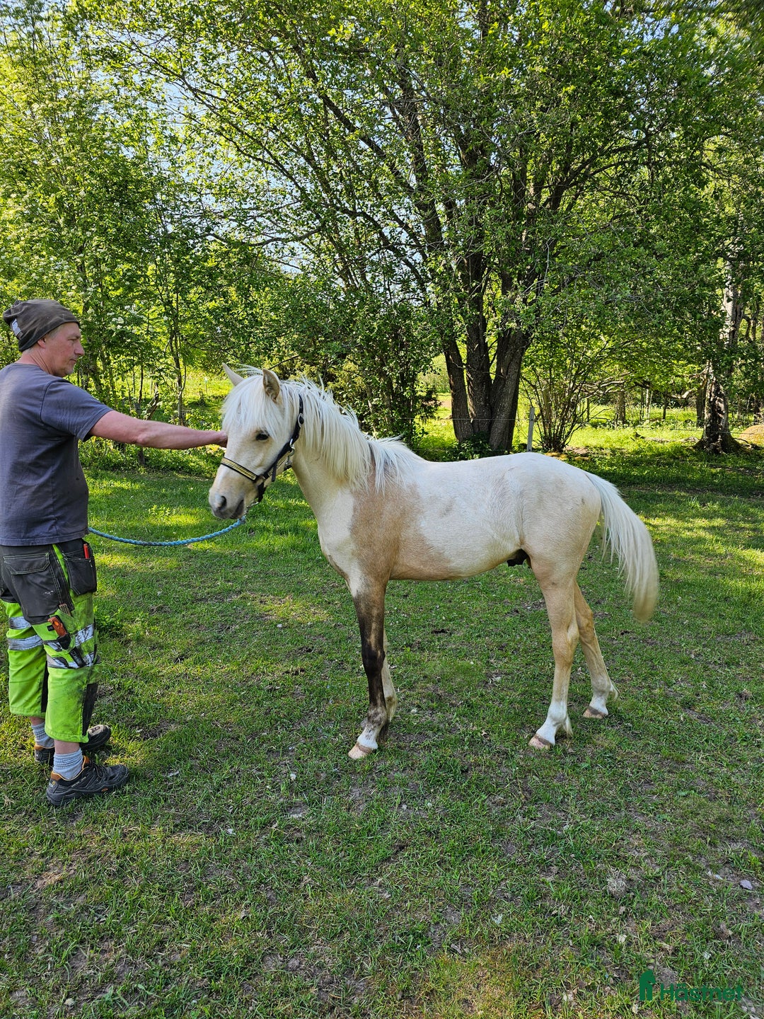 Allround hästar till salu: Framtidsämne  i Vena - Annons 1