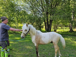 Allround hästar till salu: Framtidsämne i Vena - Annons 3