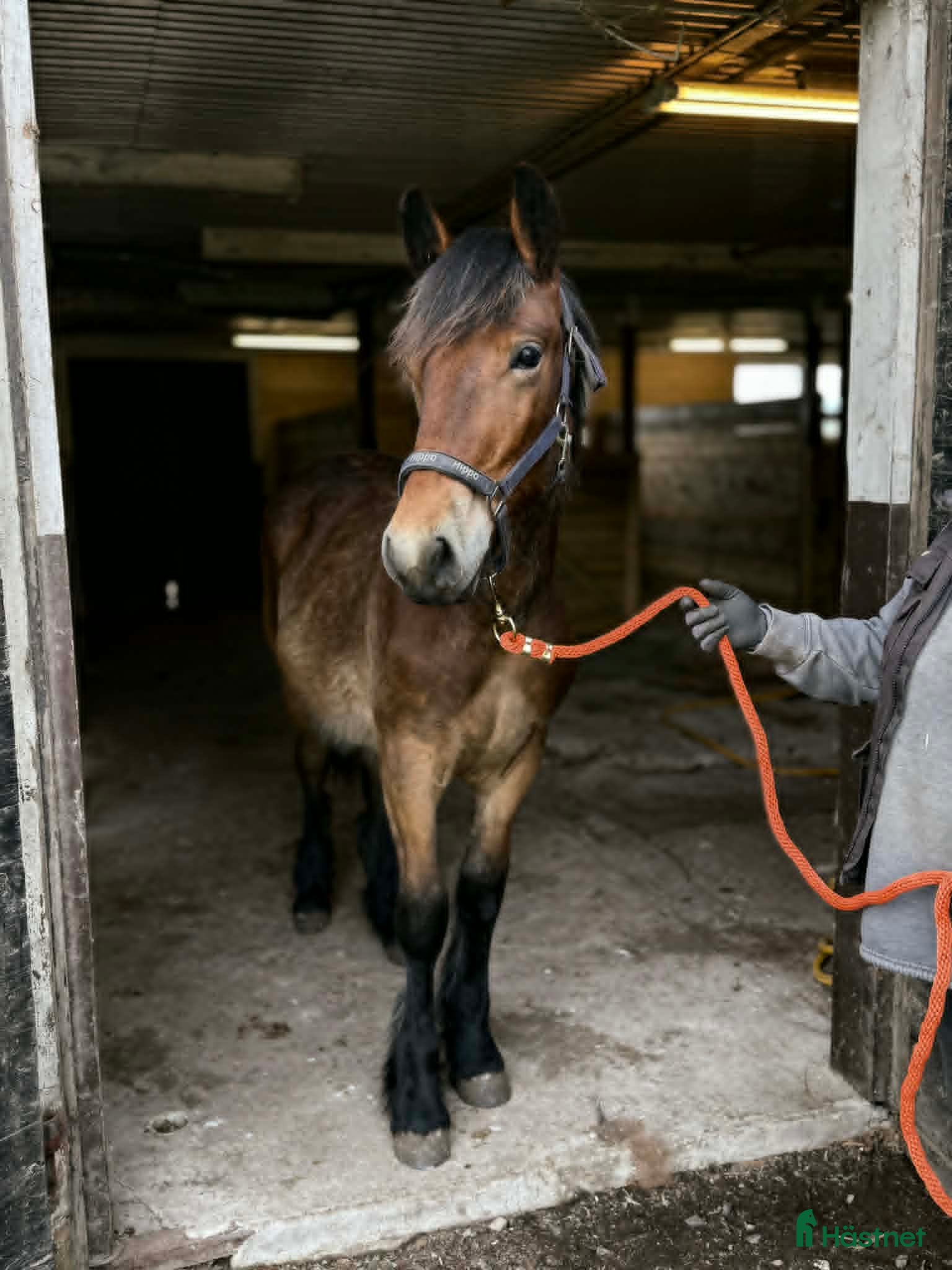  hästar Nordsvensk 1 års hingst - Annons 20