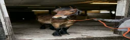 Allround hästar till salu: Nordsvensk 1 års hingst i Norrhult - Annons 1