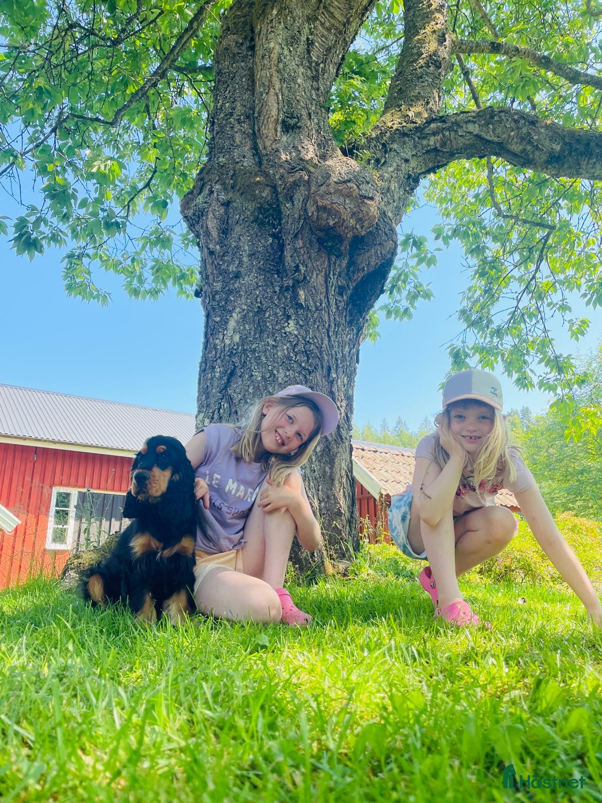  hästar Har du våran stärna  i Floda - Annons 7