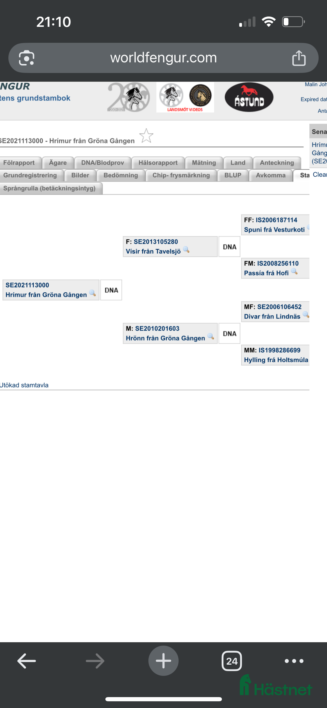 Island hästar till salu: Talang i Kalmar - Annons 4