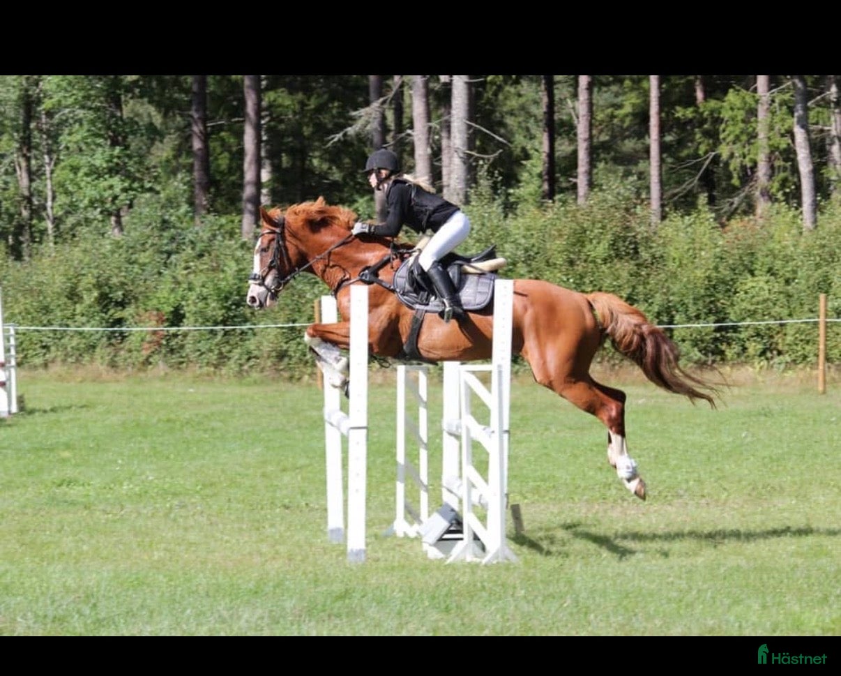  foderhäst Söker foderhäst - Annons 5