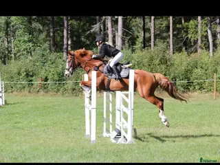 foderhäst Söker foderhäst - Annons 5