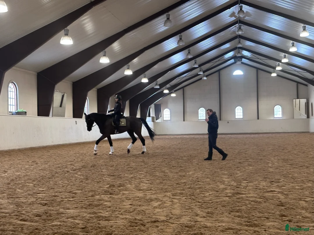 Dressyr hästar till salu: Svart elegant SWB-dressyrsto, halvsyster GP-häst - Annons 1
