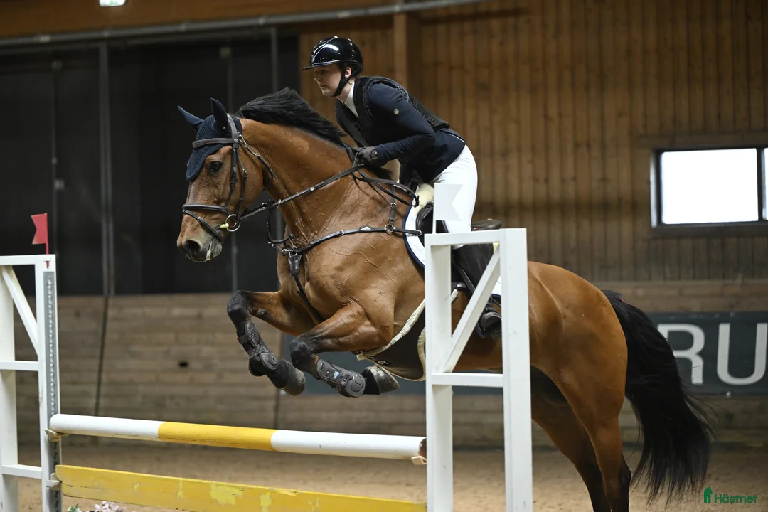Allround hästar till salu: Lyxig hobbyhäst i Täby - Annons 2