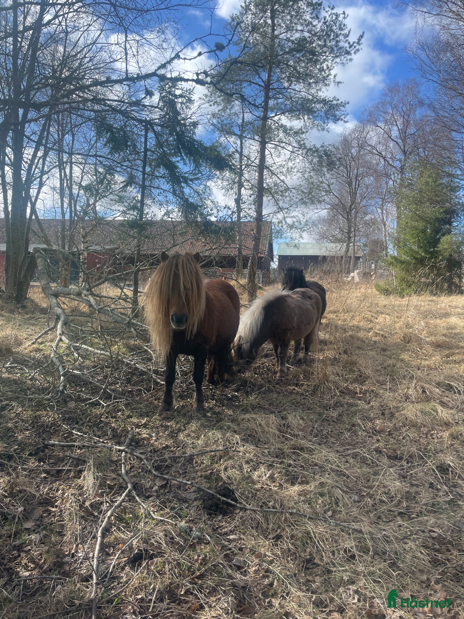  medryttarhäst finnes: Gillar du trickträning och jobba från marken? - Annons 1