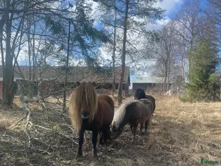 medryttarhäst finnes: Gillar du trickträning och jobba från marken? - Annons 1