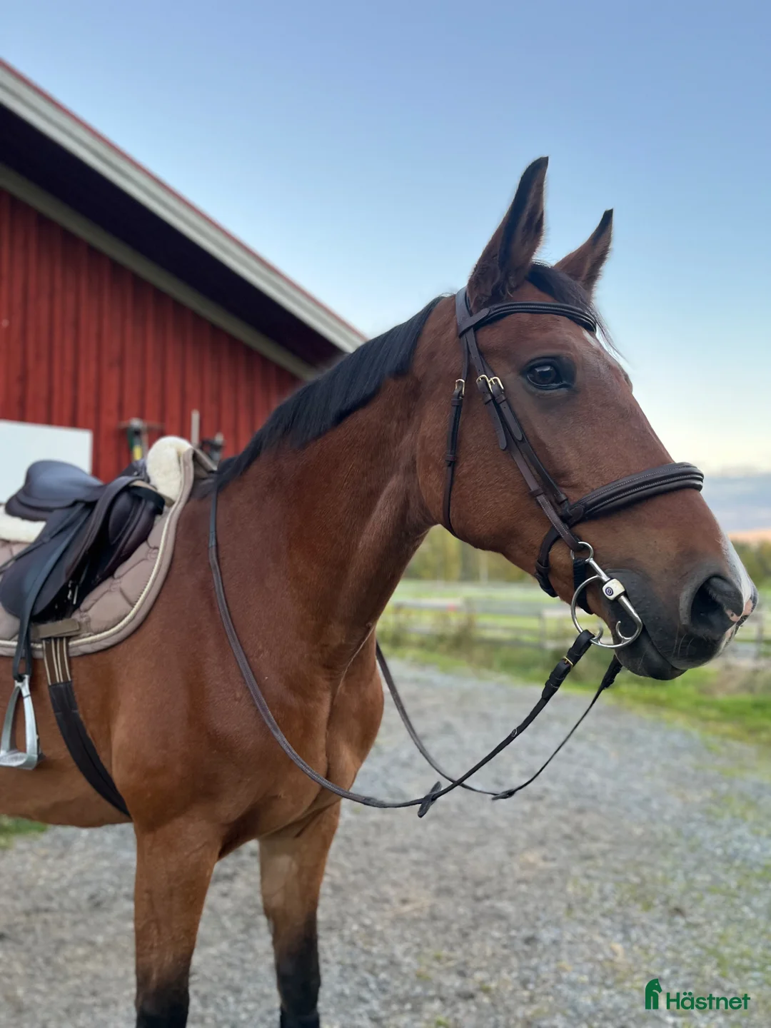  medryttarhäst finnes: Medryttare sökes (vallentuna) i Vallentuna - Annons 2