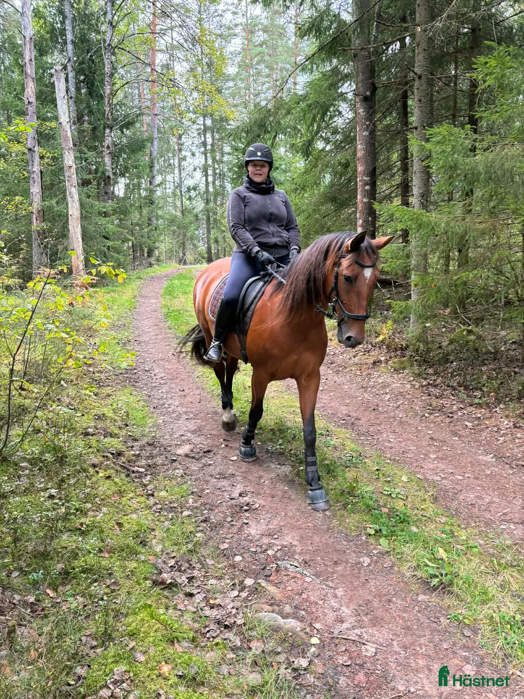 Allround hästar till salu: Trevligt sto i Dalskog - Annons 2
