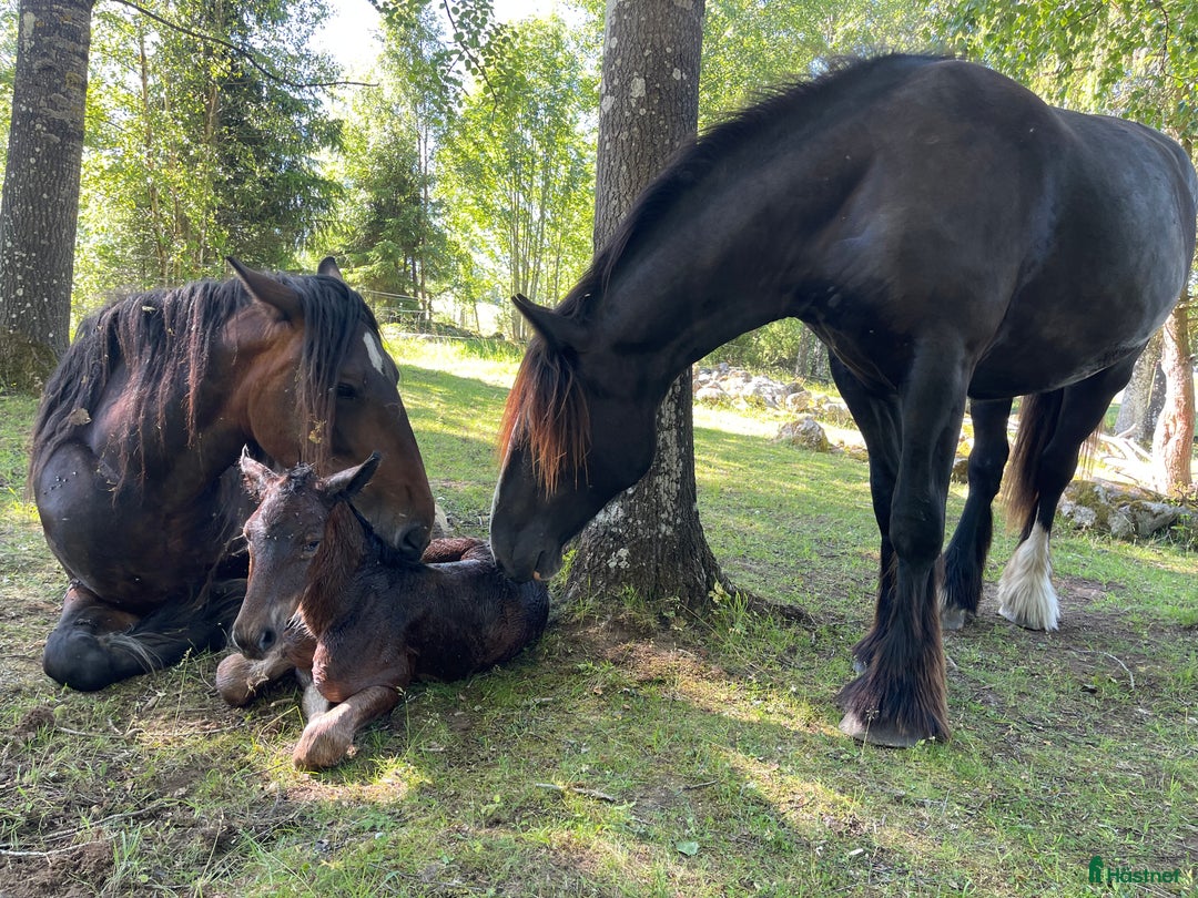 Galleribild {{count}}