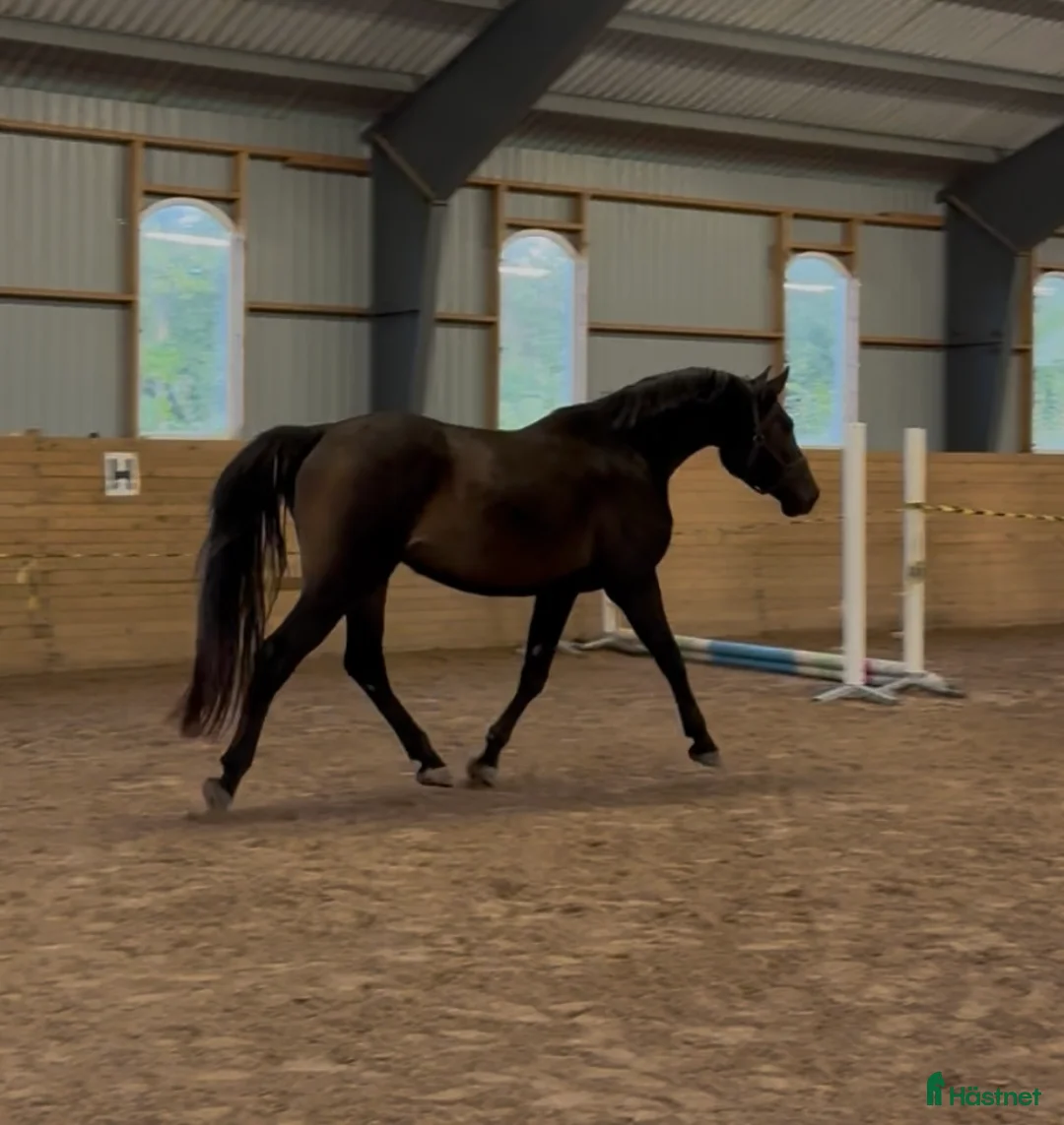 Hoppning hästar till salu: Lovande hoppvalack i Rottne - Annons 3