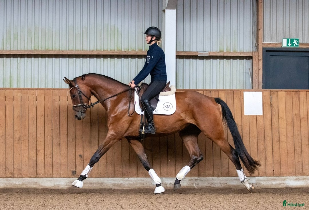 Dressyr hästar till salu: Fin unghest med kvalitet i Sulsted - Annons 1