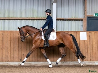 hästar Fin unghest med kvalitet i Sulsted - Annons 13