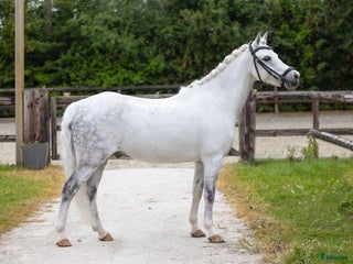 Allround hästar till salu: Drömponny i Sundsvall - Annons 1