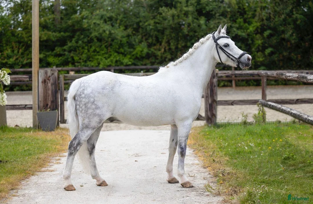 Allround hästar till salu: Drömponny - Annons 3