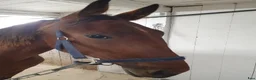 Trav hästar till salu: Hingst 1 år - Annons 4