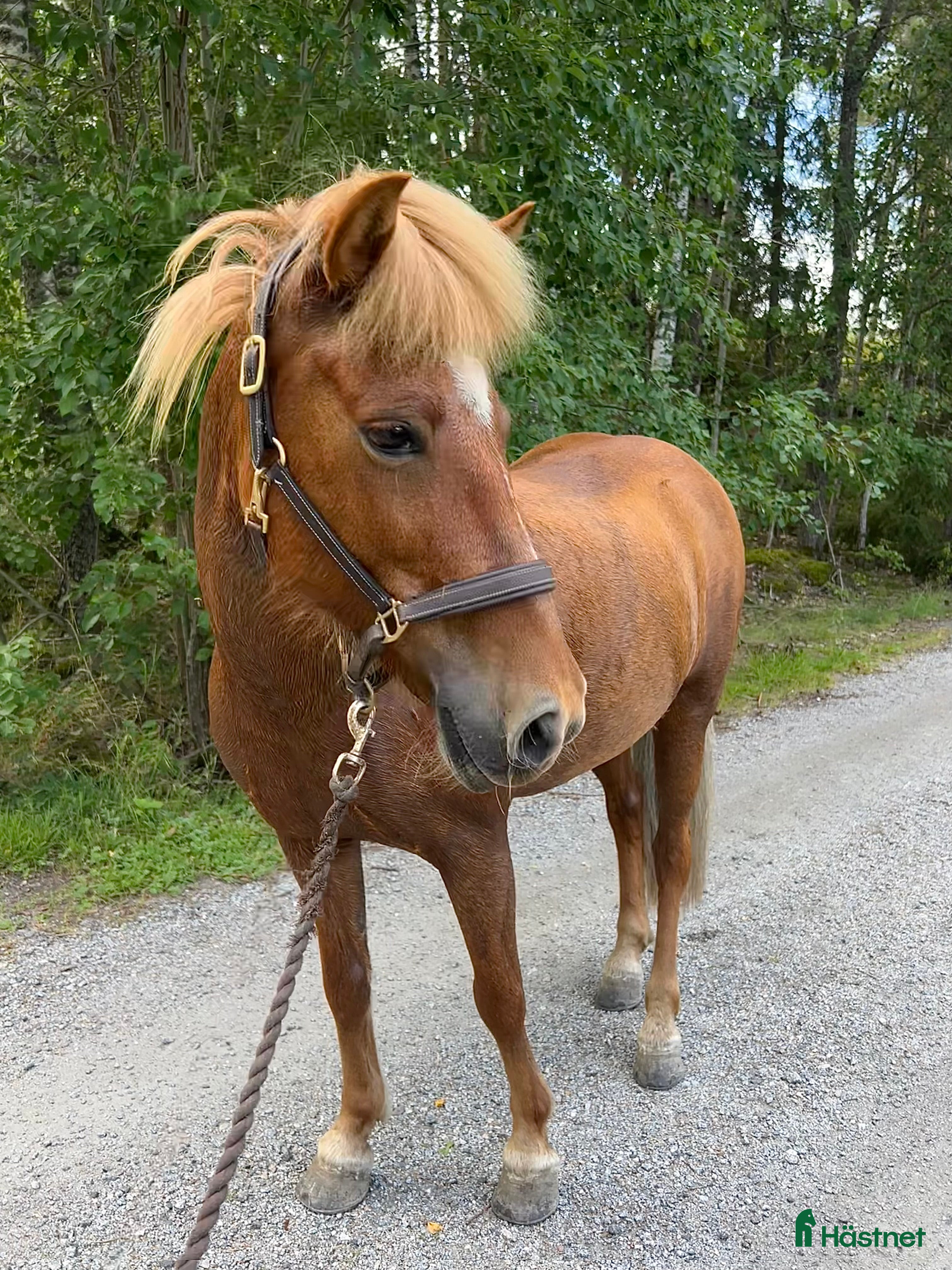  hästar Fantastiskt sto i Häggeby - Annons 18